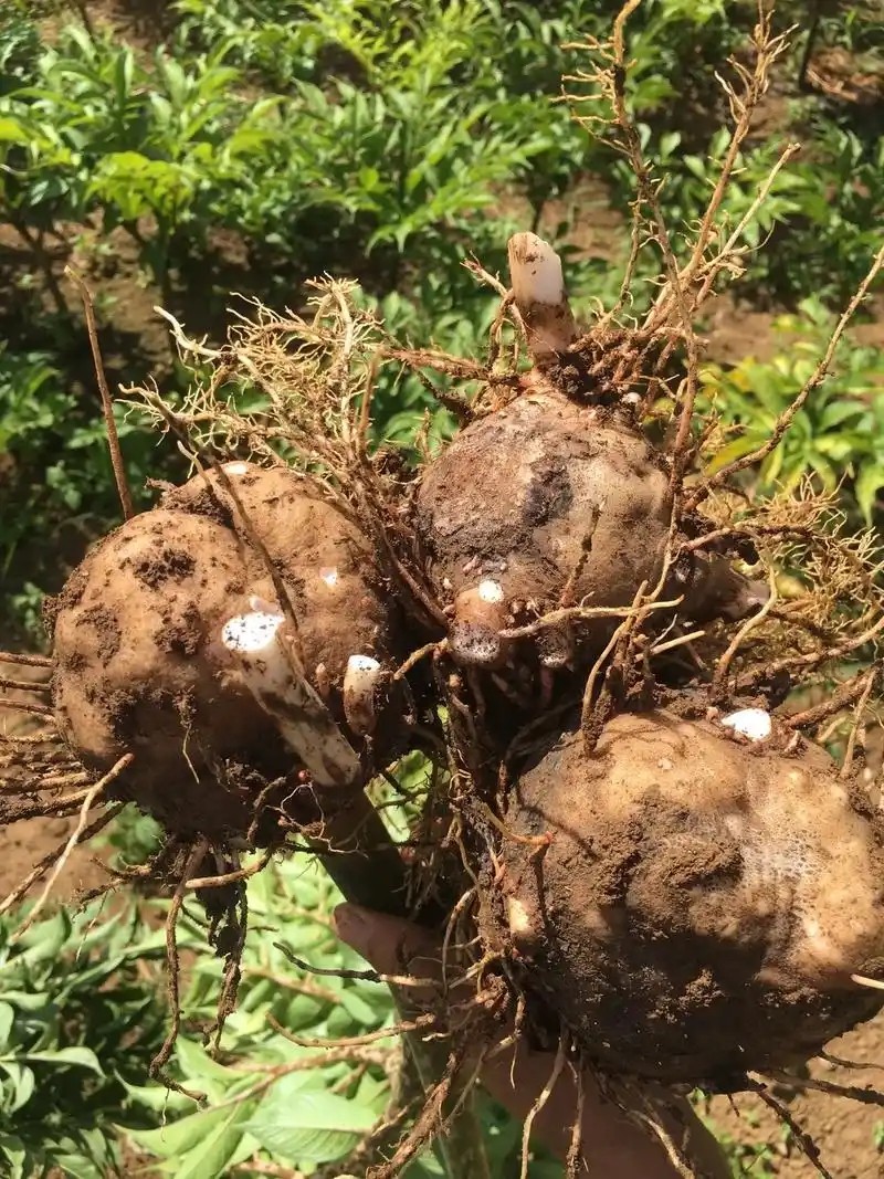 探秘巫溪发哥魔芋基地：11年种植老手揭秘，91（www.32nb.com）